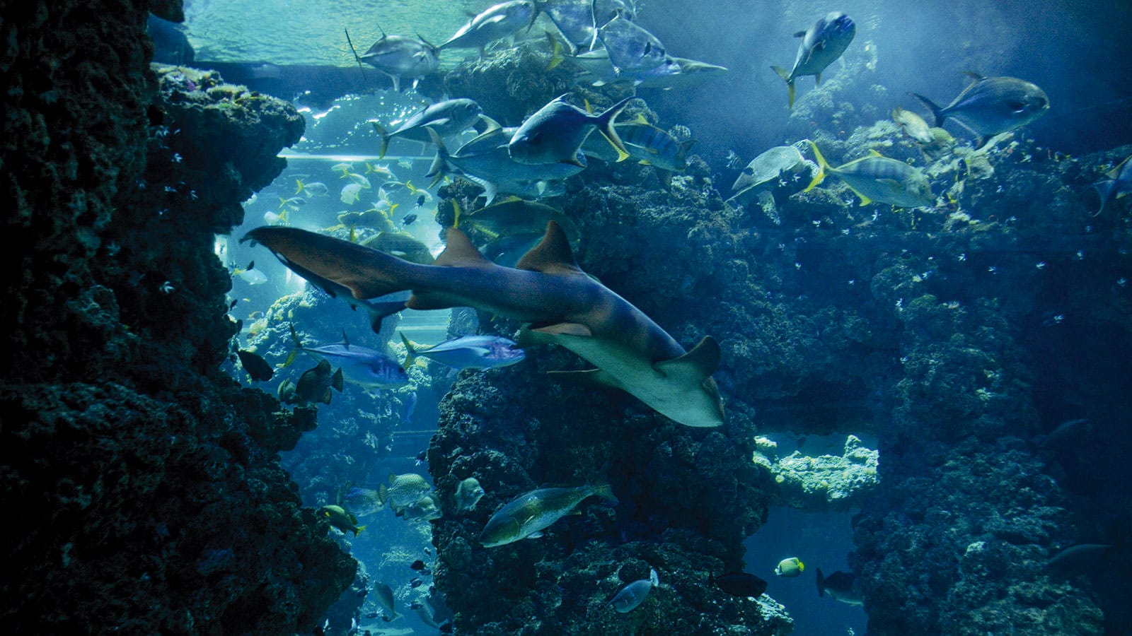 un requin dans son bassin