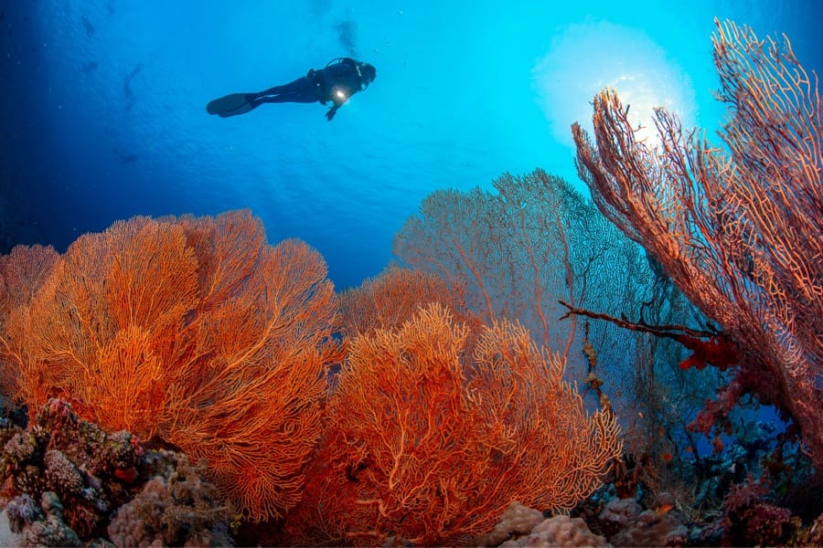 Planète Mer Exposition Olivier Jude Sylvie Laurent