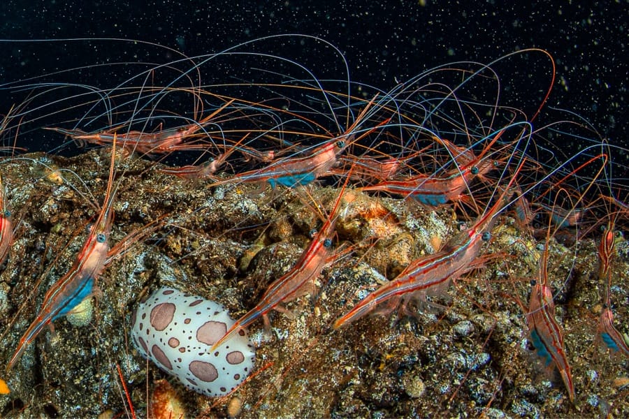 Planète Mer Exposition Olivier Jude Sylvie Laurent
