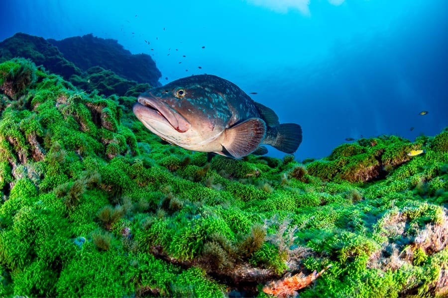 Planète Mer Exposition Olivier Jude Sylvie Laurent