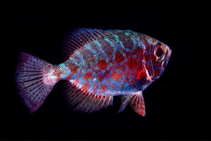 Planète Mer Exposition Olivier Jude Sylvie Laurent