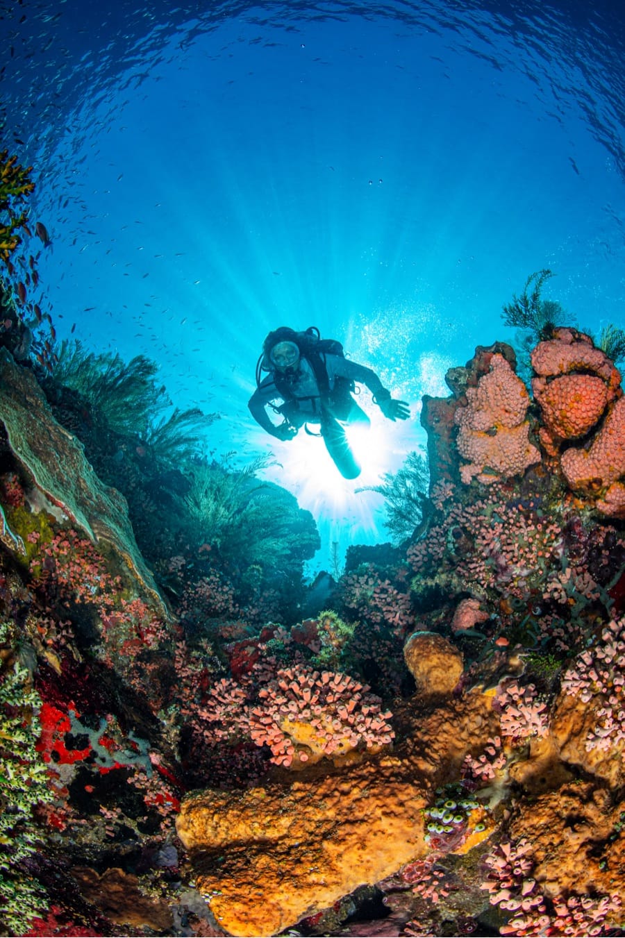 Planète Mer Exposition Olivier Jude Sylvie Laurent