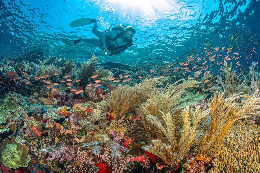 Planète Mer Exposition Olivier Jude Sylvie Laurent
