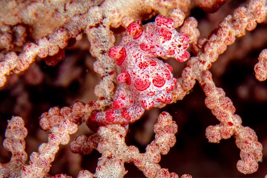 Planète Mer Exposition Olivier Jude Sylvie Laurent