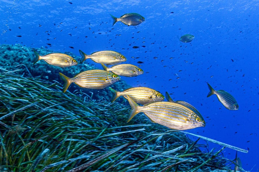 Planète Mer Exposition Olivier Jude Sylvie Laurent