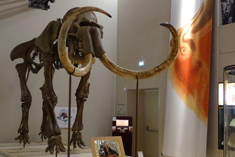 Prince Albert Ier Prince préhistorique musée anthropologie