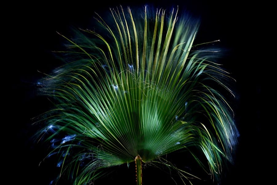 Les visiteurs du soir